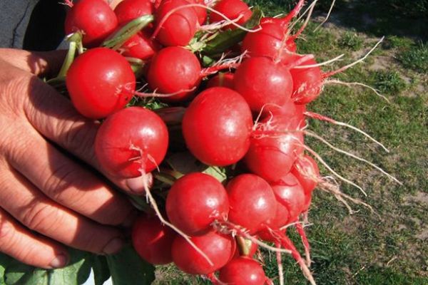 Salatmischung 'Misticanza', ©ReinSaat