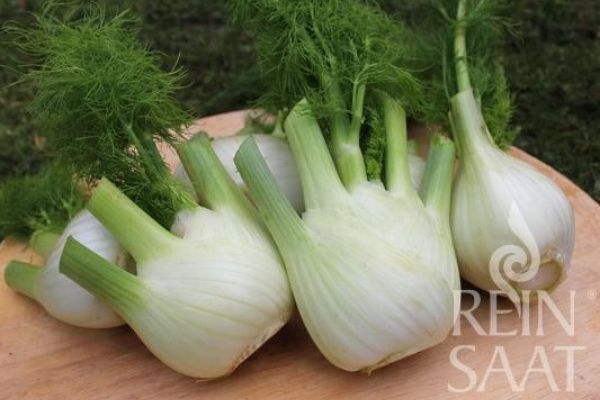 Fenchel auf Holztisch