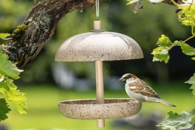 Vogel auf Vogeltränke im Garten