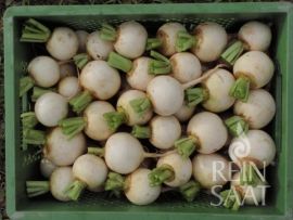 Gemüsekiste mit vielen, weißen Mairüben