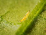 Thrips auf grünem Blatt