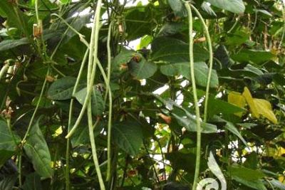 Stangenbohne Spaghettibohne der Sorte Metro