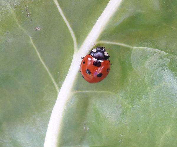 Marienkäfer