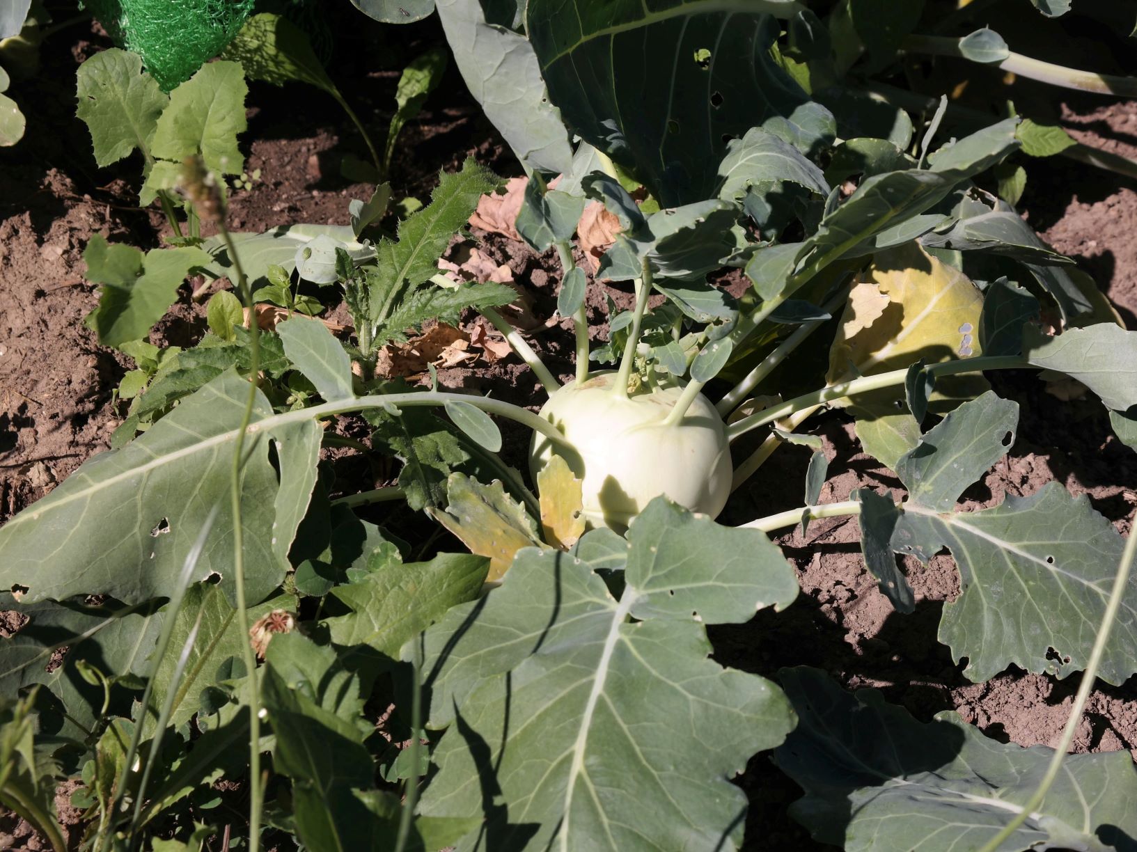 Kohlrabi