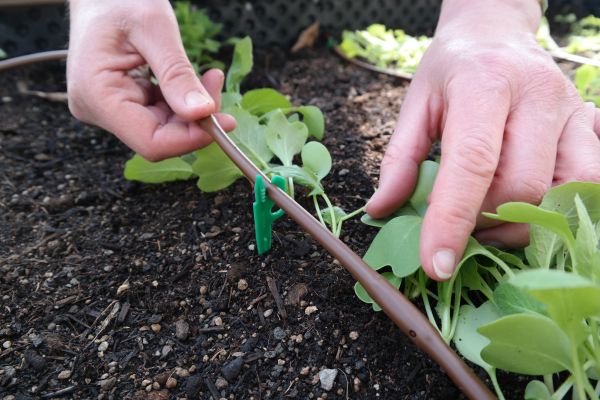 Tropfschlauch Hochbeet installieren