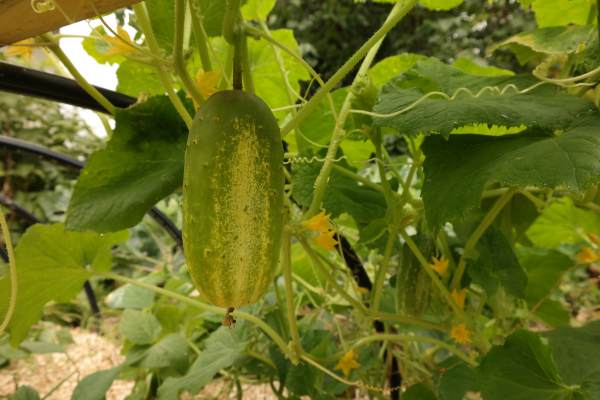 Gurke auf Klettergerüst