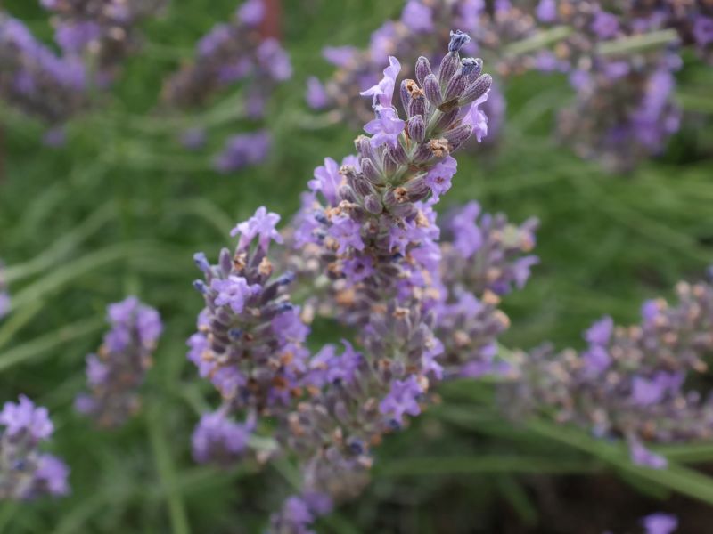 Lavendel