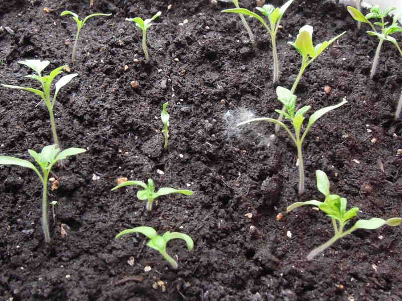 Tomaten Jungpflanzen