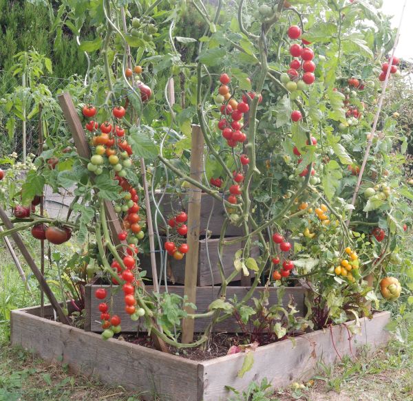 Tomaten in Pyramide