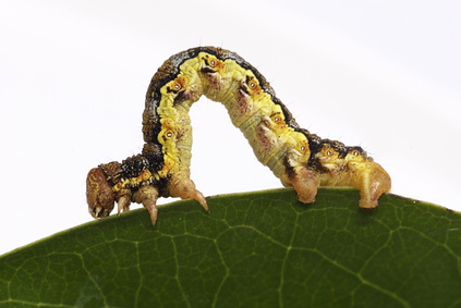 großer Frostspanner