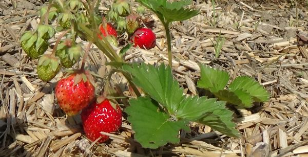 Erdbeeren Naturmulch