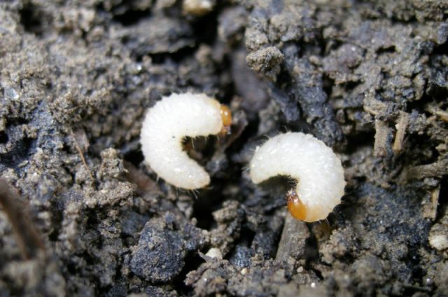 Dickmaulrüssler Larve