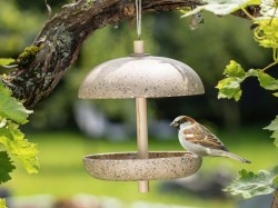 Vogel  sitzt auf Vogeltränke im Garten