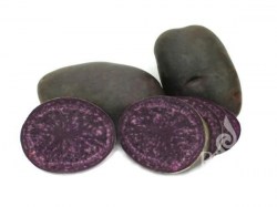 Bio Pflanzkartoffeln 'Blaue Anneliese', 1 kg Pflanzkartoffeln 'Blaue Anneliese', 1 kg