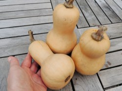 Kürbis 'Mini Butternut'; ReinSaat©