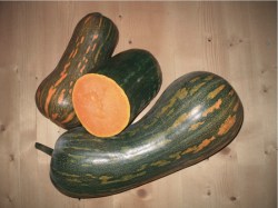 Kürbis 'Langer von Neapel', ©ReinSaat