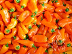 Snackpaprika 'Hamik' Snackpaprika 'Hamik'; ReinSaat©