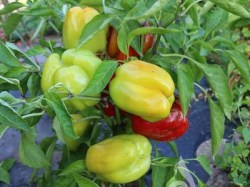 Blockpaprika 'Neusiedler Ideal' pa053_neusiedler_ideal1_web_600_2_b