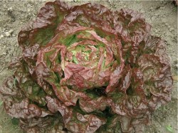 Kopfsalat 'Merveille des quatre saisons', ©ReinSaat