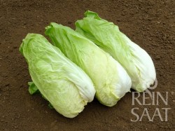 Zichoriensalat 'Zuckerhut'; ReinSaat©