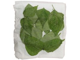 Raubmilben auf Blättern