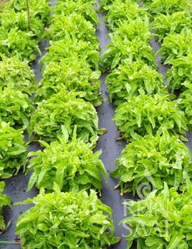 mehrere Salatköpfe der Sorte Till