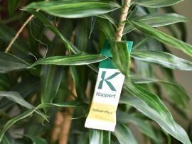 Neomite-Säckchen aufgehängt auf einer Zimmerpflanze