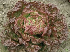 Kopfsalat 'Merveille des quatre saisons', ©ReinSaat