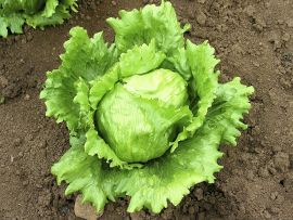 Eissalat 'Saladin' ©ReinSaat