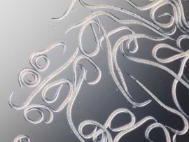 Madenstopp Nematoden gegen Wurm in der Walnuss