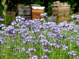 Phacelia ©ReinSaat