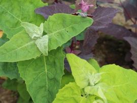 hellgrüne, dunkelgrüne und rote Blätter der Gartenmelde Tricolor