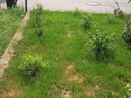 vom Gras und Unkraut "unterdrückte" Blütensträucher