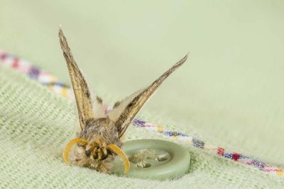 Kleidermotte auf einer Weste