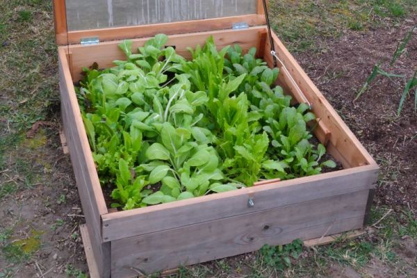 winterharte Pflücksalate und Asiagemüse-Sorten im Frühbeet