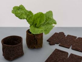 Filztopf mit Salatpflanze