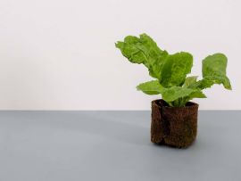 Filztopf aus Schafwolle braun mit Salatpflanze