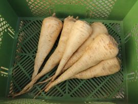 Wurzelpetersilie 'Halblange'