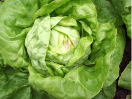 Kopfsalat 'Maikönig', ©ReinSaat