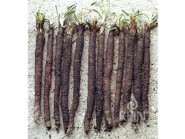 Schwarzwurzel 'Hoffmann's schwarze Pfahl'; ReinSaat©