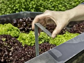 Befestigung des Schneckenzaunes mit Metallspieß