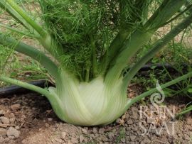 Knollenfenchel 'Perfektion'