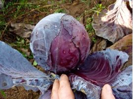 Rotkraut 'Granat', ©ReinSaat