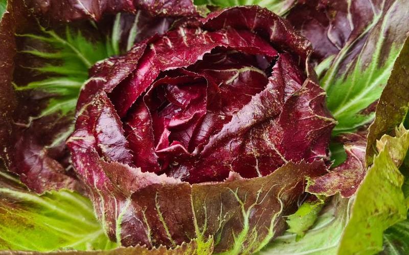 Sommergemuese-roter-Salat