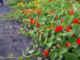 rankende Kapuzinerkresse, ©ReinSaat