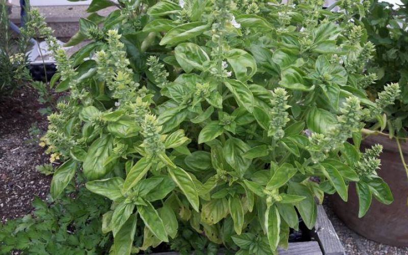 Basilikum - der STANDARD