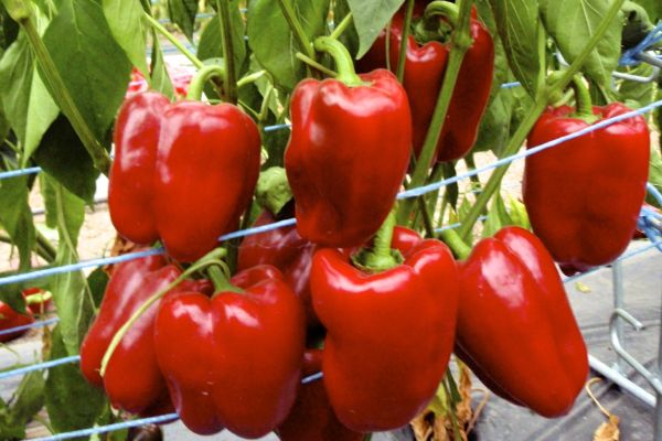 Paprika Quadrato d'Asti rosso