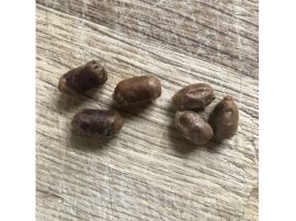 Kokons aus denen die gehörnte Mauerbiene schlüpft