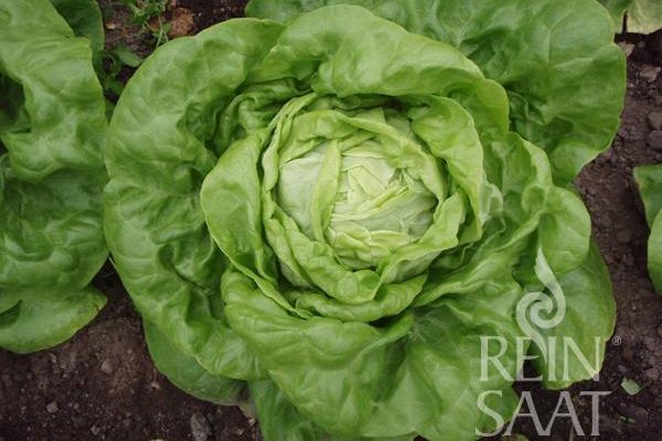 großer gelbgrüner Salatkopf der Sorte 'Larissa'