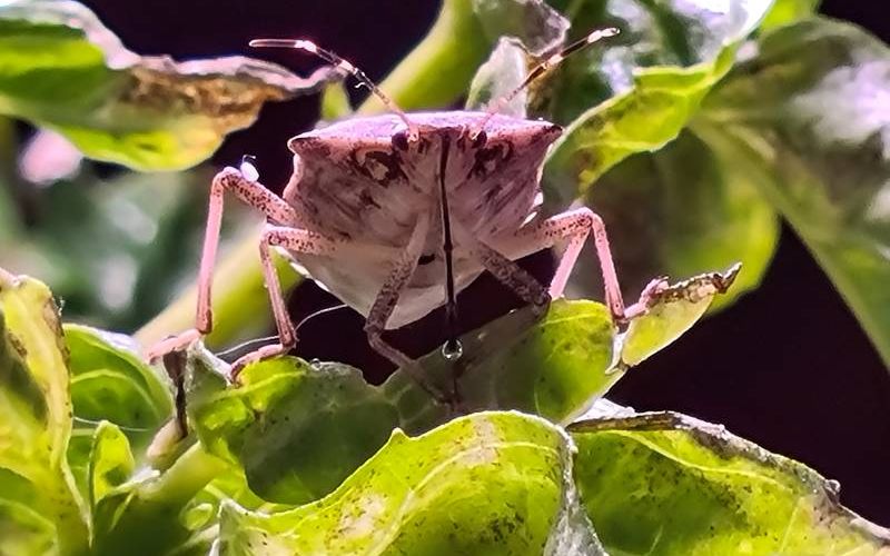 Wanze saugt an Blatt